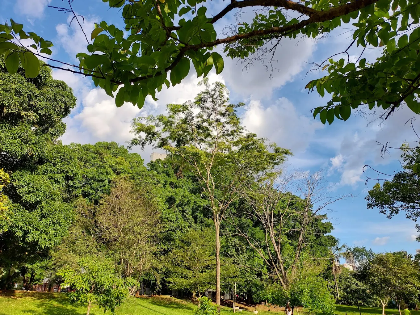 Área arborizada do Lago das Rosas em Goiânia